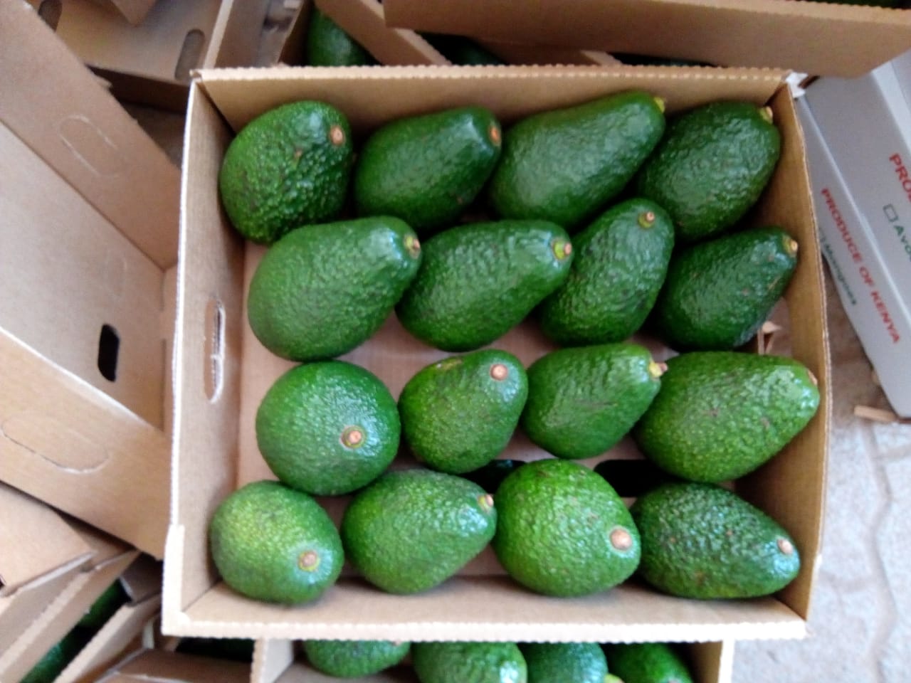 Export Quality Standards - Eastpak Avocados